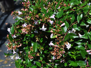 Vivers Càrex - Abelia grandiflora